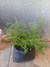 Thryptomene Pink Lace Importada - comprar online