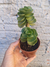 Portulaca Molokiniensis - comprar online