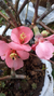 Cerejeira Anã Do Japão / Marmelo-japonês Cor-de-rosa - comprar online