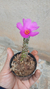 Suculenta Portulaca Werdermannii na internet