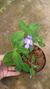 Streptocarpus Saxorum - Violeta Pendente - loja online