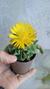 Suculenta Faucária Tigrina / Planta-boca-de-tigre - comprar online