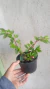 Bêgonia Fúcsia / Fuchsioides - Lírio dos Valles