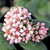 Suculenta Crassula Springtime / Crassula Primavera - comprar online