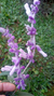 Sálvia Leucantha / Sálvia-bicolor / Sálvia-do-méxico - Lírio dos Valles
