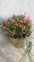 Mini Coroa-de-cristo / Euphorbia Milli - Lírio dos Valles