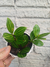 Peperomia Rocca Verde - Em Vaso De Luxo - comprar online