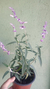 Sálvia Leucantha / Sálvia-bicolor / Sálvia-do-méxico - loja online