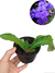 Violeta (streptocarpus) - Roxa