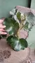 Begônia Venosa - comprar online