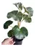 Begônia Venosa