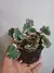 Begônia Saxifraga Stolonifera Variegata na internet