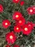 Lampranthus 'red' na internet