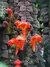 Columeia Gloriosa 'purpurea' - comprar online