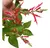 Sálvia Elegans Abacaxi - Aroma Marcante De Abacaxi