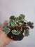 Begônia Saxifraga Stolonifera Variegata - comprar online