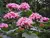 Clerodendrum Bungei Pink na internet