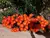 Lampranthus Laranja na internet