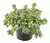 Lamium Maculatum Purple Dragon - comprar online