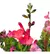 Salvia Microphylla Grahamii