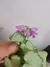 Lamium Maculatum Purple Dragon - Lírio dos Valles