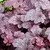 Heuchera Plum Pudding na internet