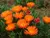 Lampranthus Laranja - comprar online