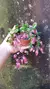 Kalanchoe Porphyrocalyx - Lírio dos Valles