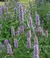 Agastache Azul - loja online