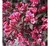 Veigélia Flórida 'nana' Purpurea - comprar online