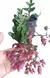 Kalanchoe Porphyrocalyx - comprar online