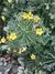 Oxalis Herrerae - Planta Relógio - Abre E Fecha - comprar online