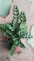 Calathea Lancifolia - Planta Cascavel - comprar online
