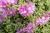 Lampranthus Mini 'drosanthemum Hispidum' - comprar online