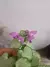 Lamium Maculatum Purple Dragon na internet