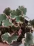 Begônia Saxifraga Stolonifera Variegata - Lírio dos Valles