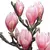 Magnólia Soulangeana Cor-de-rosa