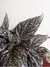 Begônia 'jolly Silver' - comprar online