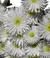 Lampranthus Blandus 'white'