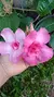 Mandevilla Splendens / Folha Rugosa / Flor Cor-de-rosa na internet