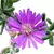 Lampranthus Mini 'drosanthemum Hispidum'