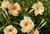Dipladenia Mandevilla Sun Parasol Apricot - Lírio dos Valles