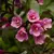 Veigélia Flórida 'nana' Purpurea - Lírio dos Valles