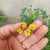 Oxalis Herrerae - Planta Relógio - Abre E Fecha na internet