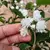 Deutzia Scabra Candidíssima Dobrada - comprar online