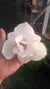 Magnólia Branca Soulangeana Alba - Flor Gigante - comprar online