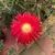 Lampranthus 'red' - comprar online