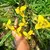 Íris Amarela - Neomarica Longifolia na internet