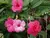 Mandevilla Splendens / Folha Rugosa / Flor Cor-de-rosa - Lírio dos Valles