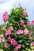 Mandevilla Splendens / Folha Rugosa / Flor Cor-de-rosa - loja online